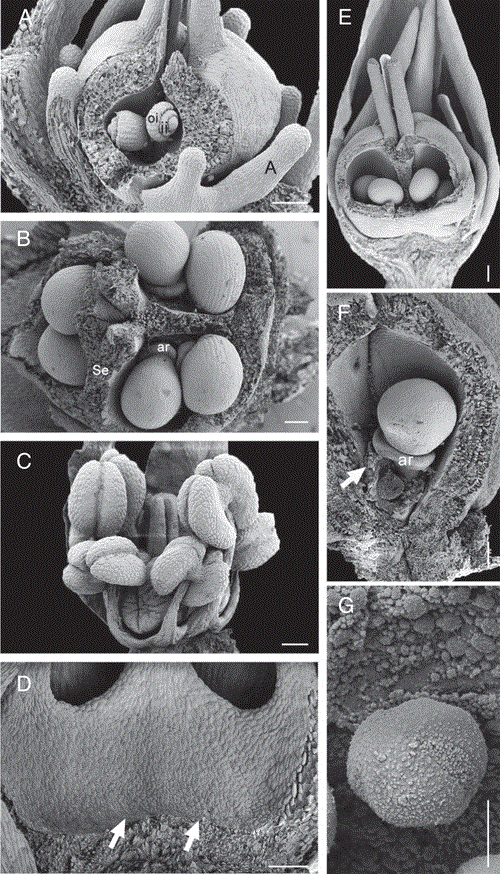 A) Inflorescences and (B) displacement of the anther crest (arrow) in