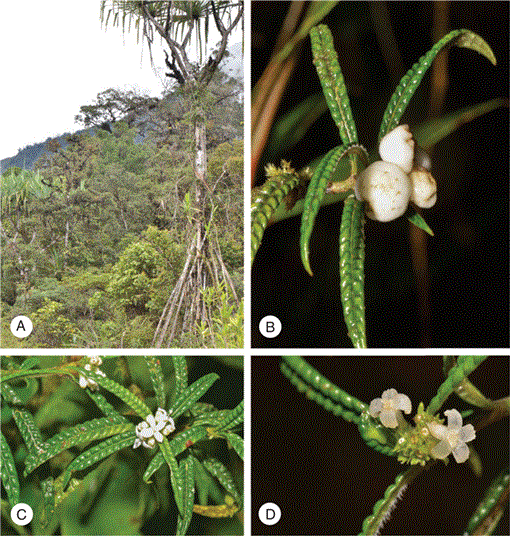 Psychotria corrugata (Rubiaceae, Psychotrieae), a new species from the ...