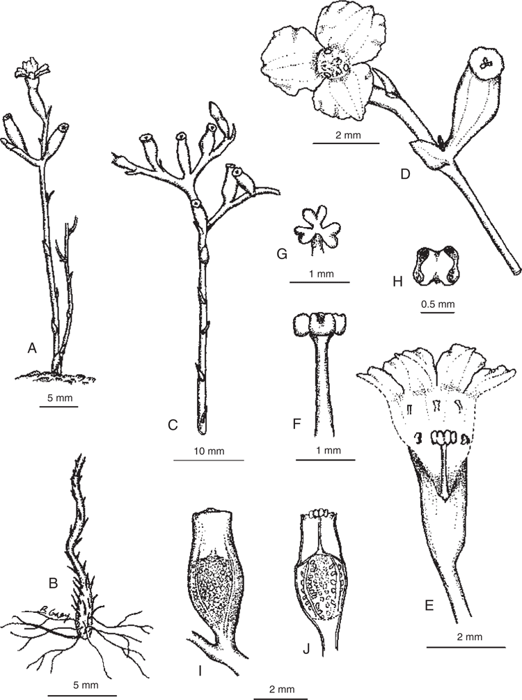 Gymnosiphon queenslandicus (Burmanniaceae), a new addition to the ...