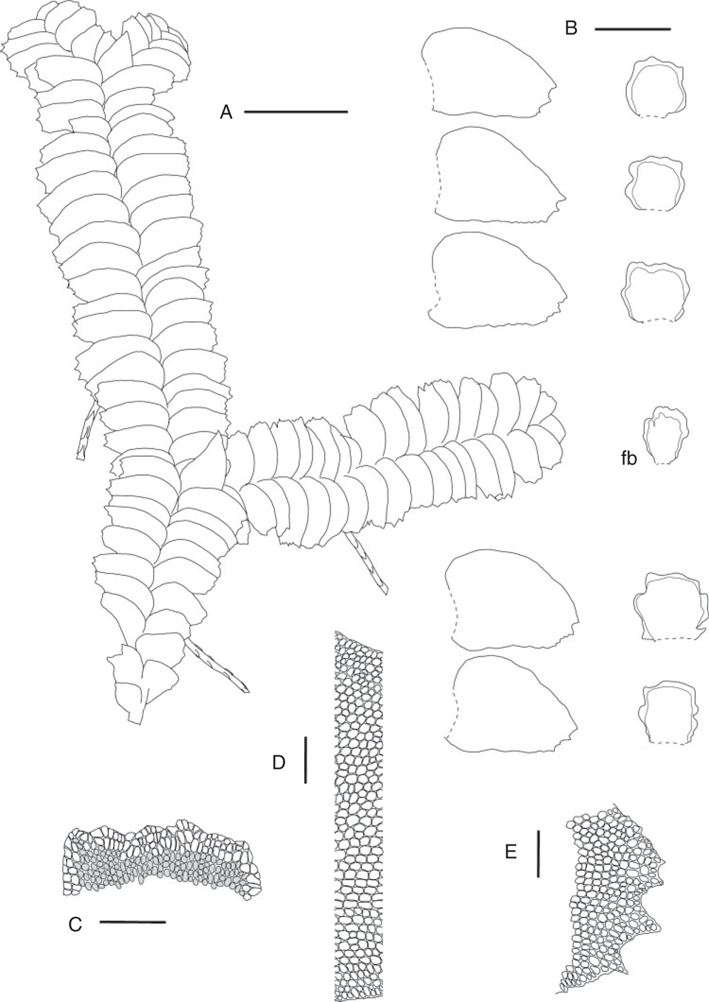 https://bioone.org/journals/Australian-Systematic-Botany/volume-32/issue-4/SB18025/A-synopsis-of-the-genus-Bazzania-Marchantiophyta--Lepidoziaceae-in/10.1071/SB18025.full