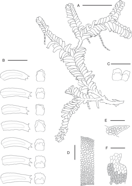 https://bioone.org/journals/Australian-Systematic-Botany/volume-32/issue-4/SB18025/A-synopsis-of-the-genus-Bazzania-Marchantiophyta--Lepidoziaceae-in/10.1071/SB18025.full