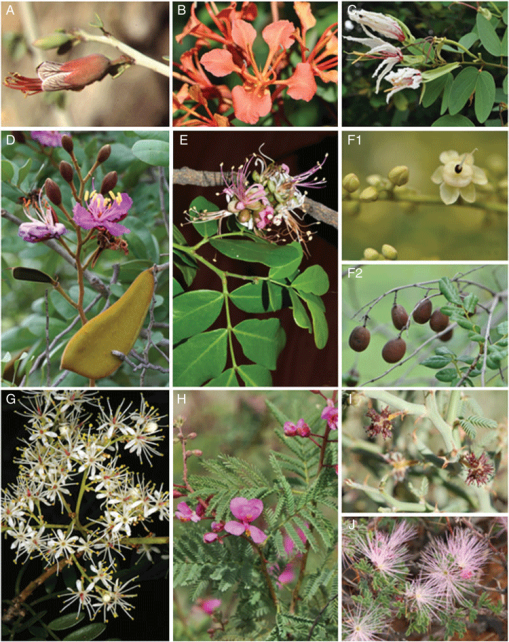 The diversity and multiple uses of southern African legumes