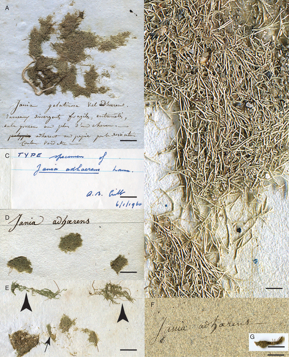 A Taxonomic Analysis Of Jania Corallinaceae Rhodophyta In South Eastern Australia