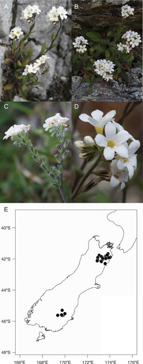 Taxonomic Revision Of The Myosotis Australis Group Boraginaceae Native To Australia New Zealand And New Guinea