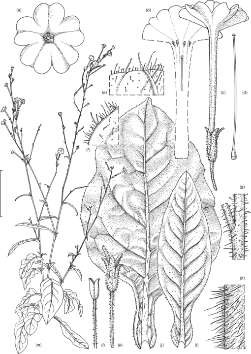 Nine new species of Australian Nicotiana (Solanaceae)