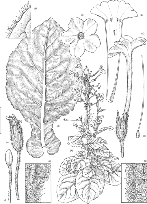 Nine new species of Australian Nicotiana (Solanaceae)