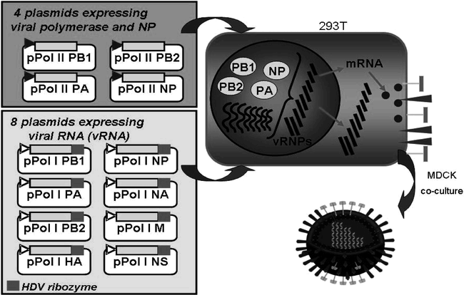 Development Of A Reverse Genetics System Enabling TheRescue Of ...