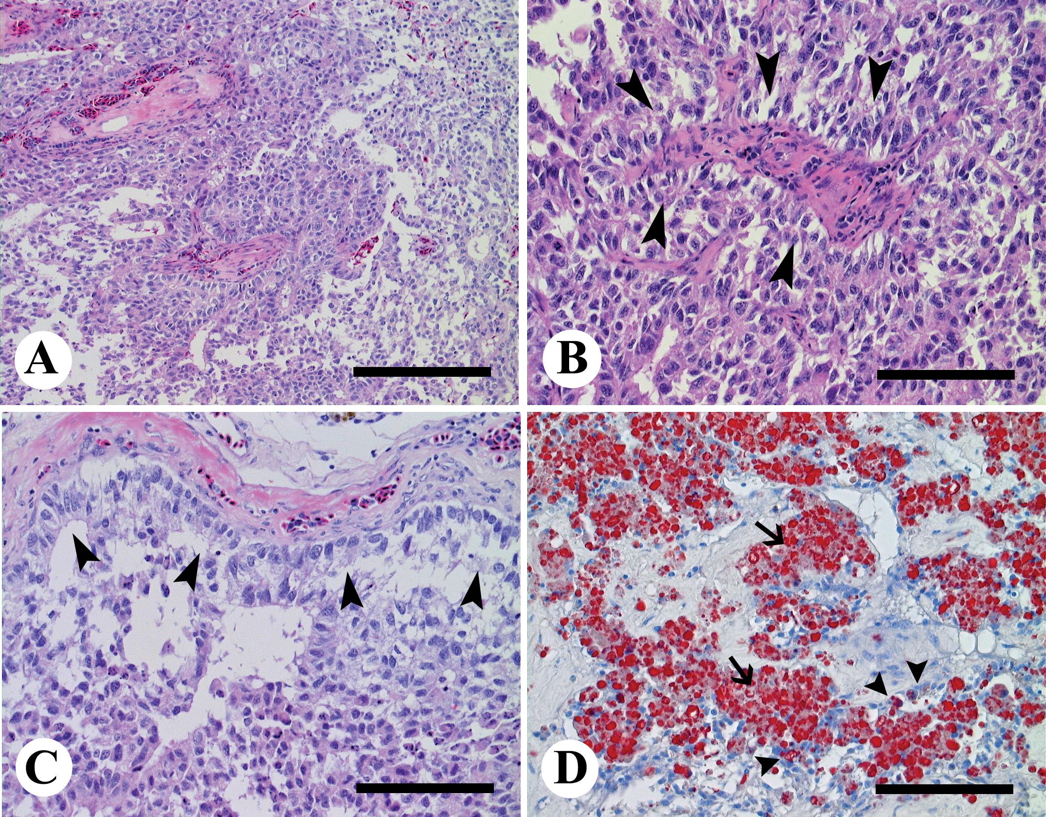 Malignant Sertoli Cell Tumor in a Goose (Anser cygnoides domesticus)