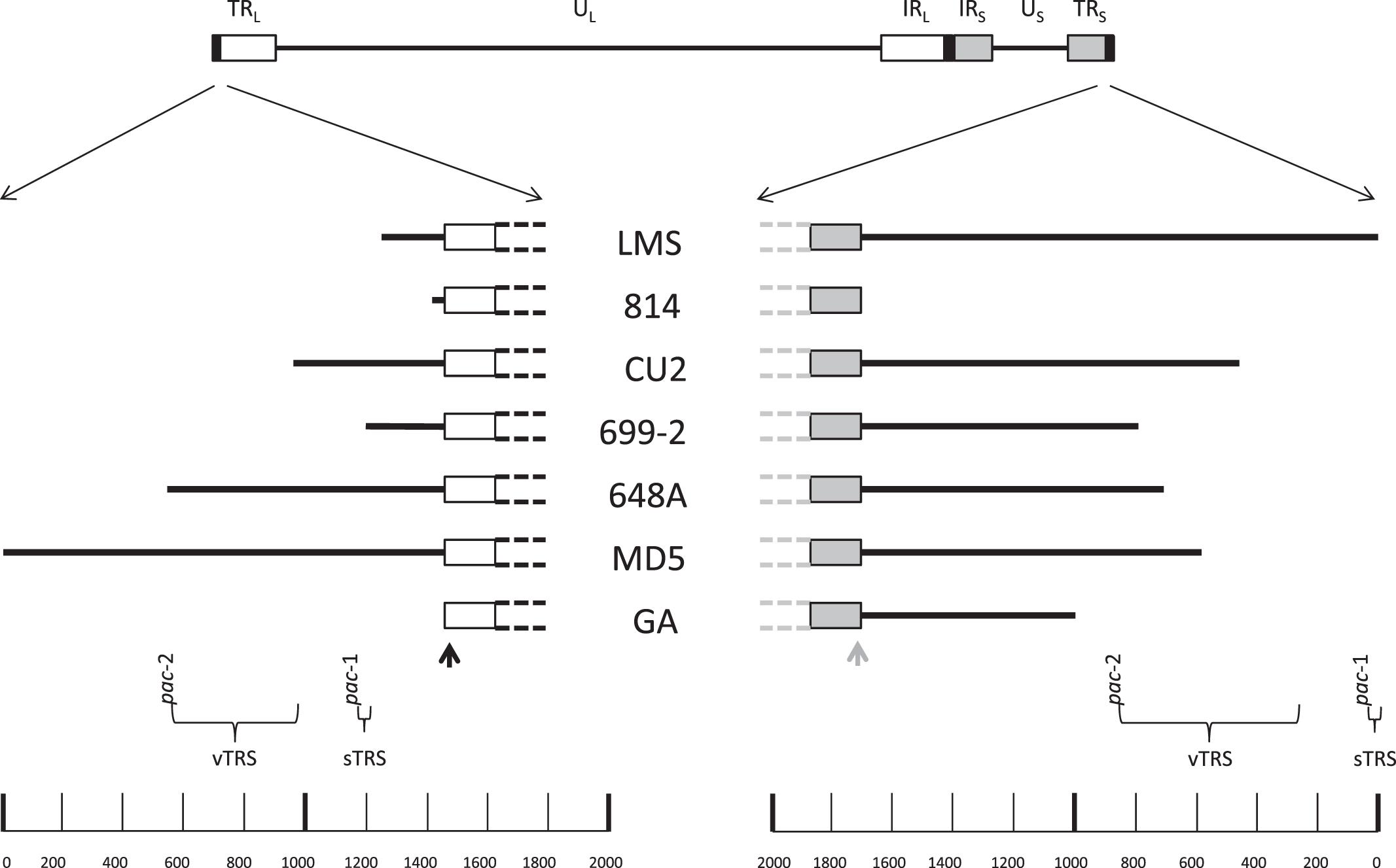 Identification and Characterization of the Genomic Termini and Cleavage ...