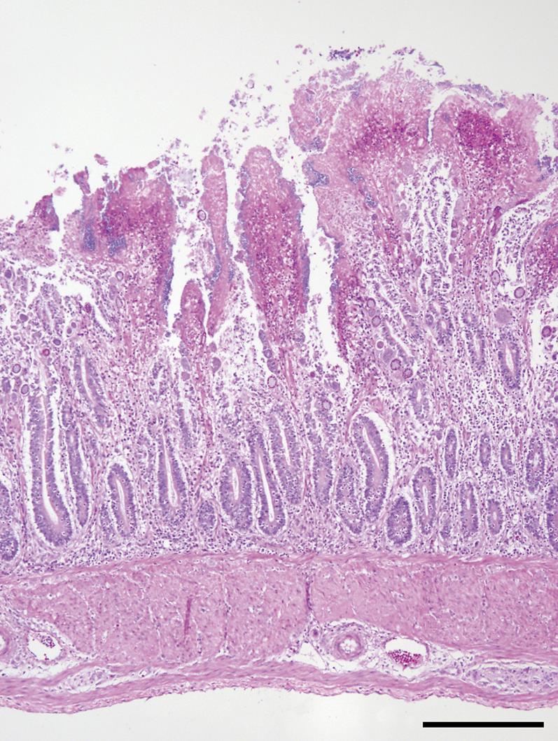 Necrotic Enteritis in Chickens Associated with Clostridium sordellii