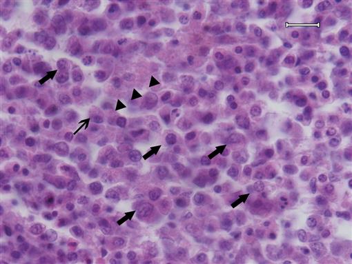 Natural Unusual Myeloblastosis In A Budgerigar (melopsittacus Undulatus 