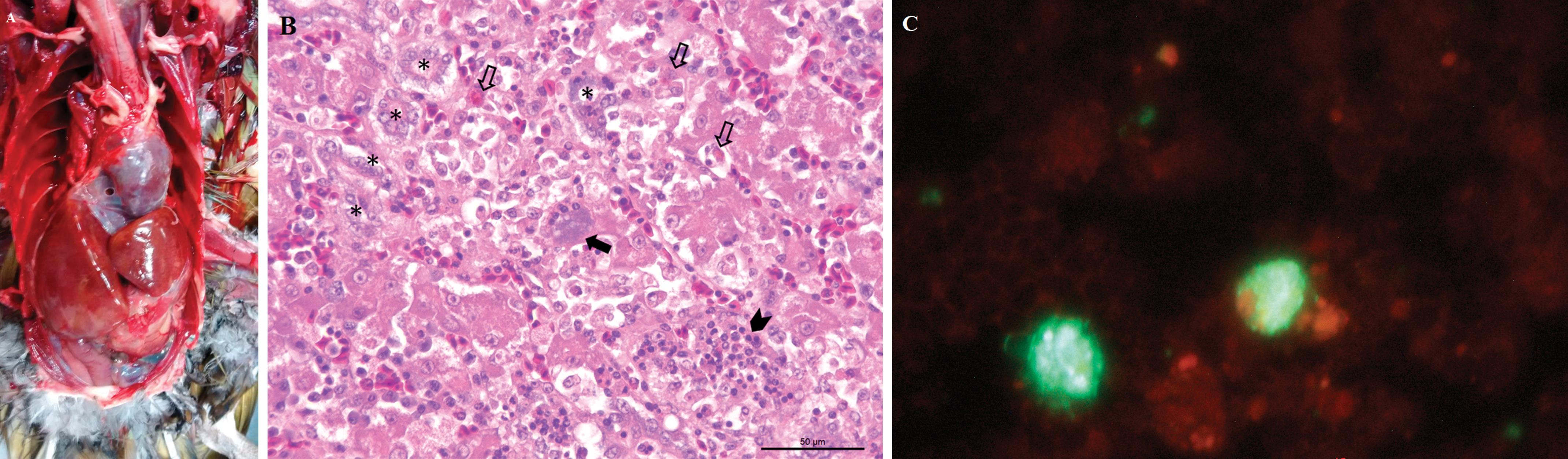 First Identification Of Chlamydia Psittaci In The Acute Illness And ...