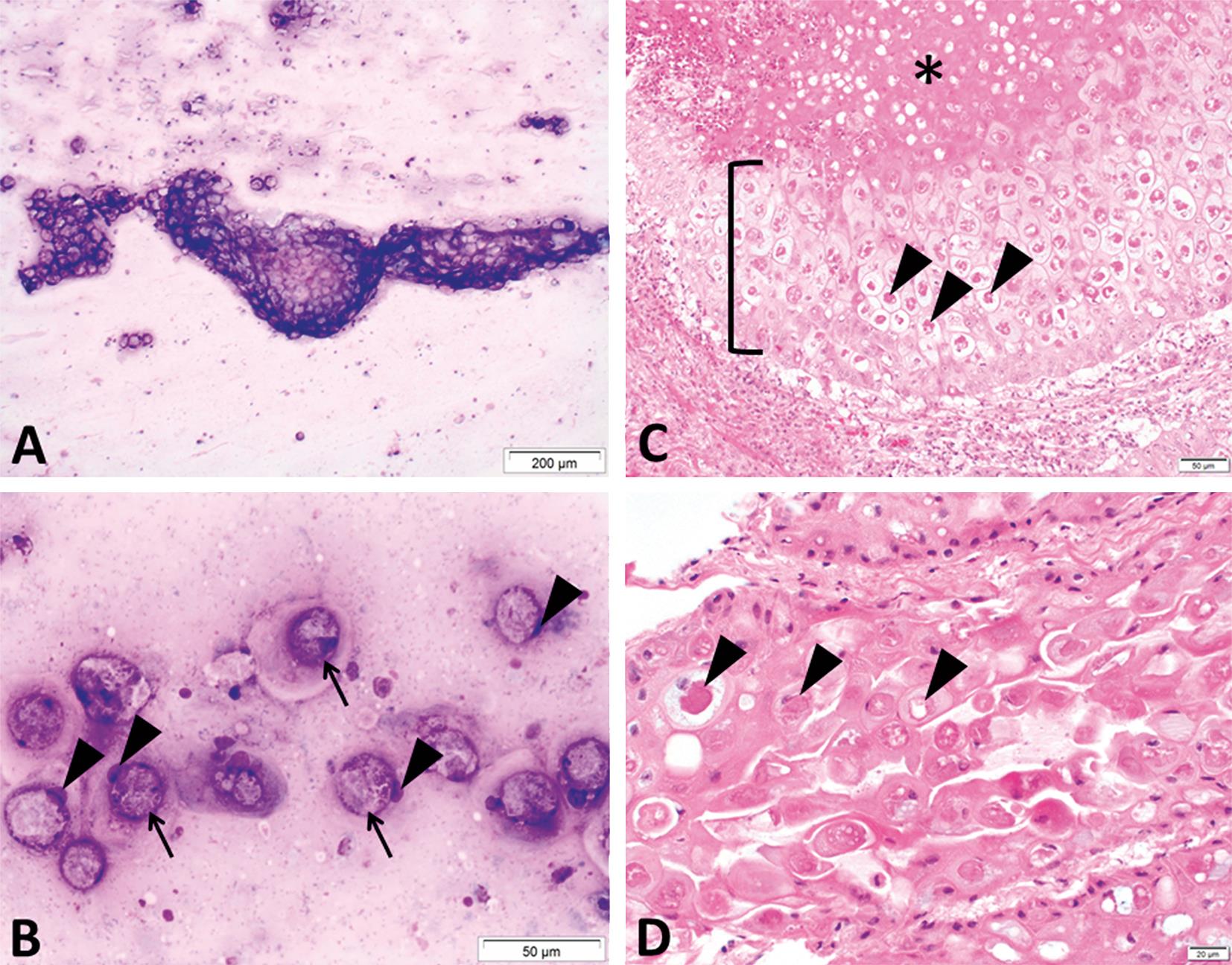 Evaluation Of Cytology For Diagnosing Avian Pox In Wild Turkeys ...