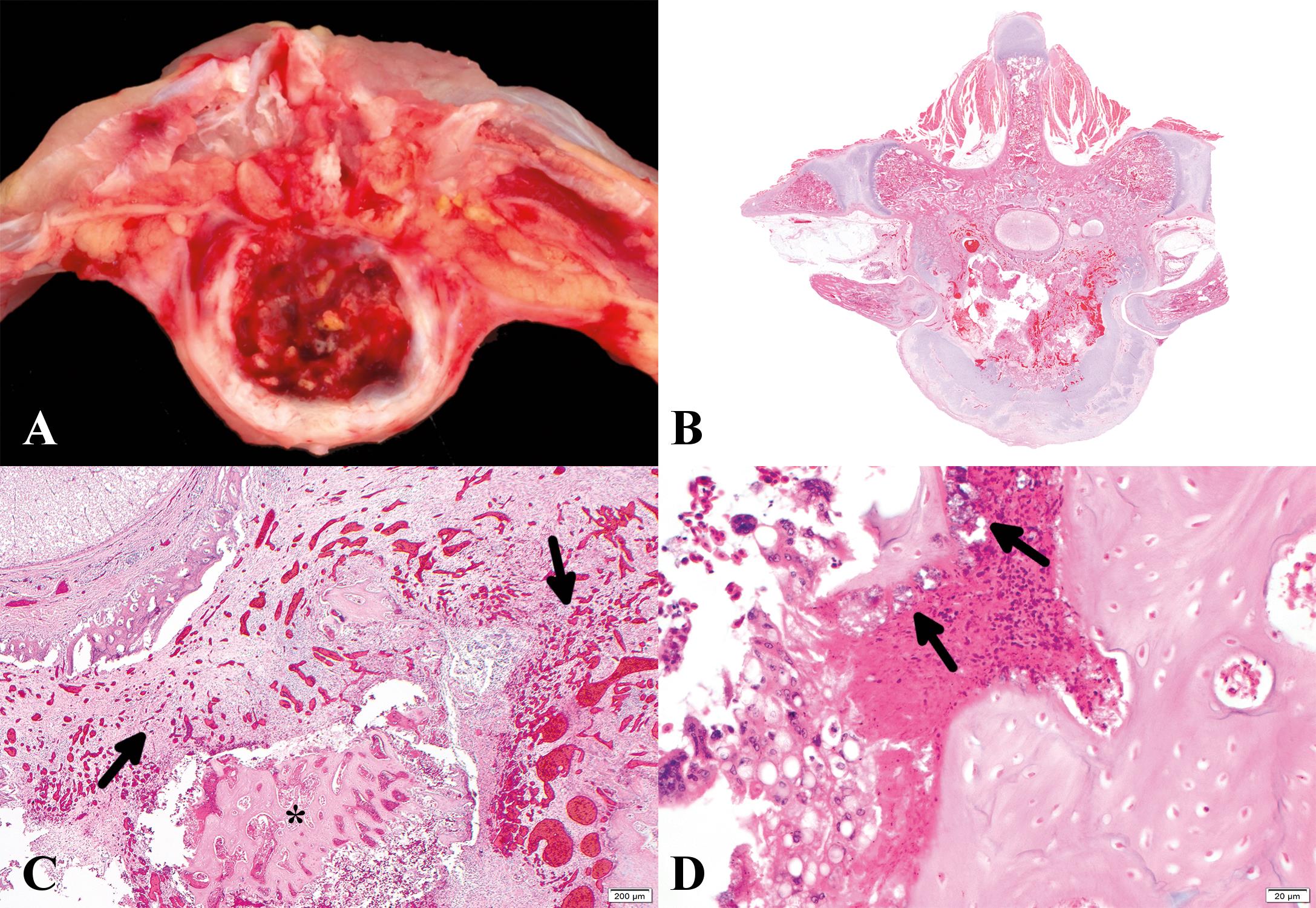 A Review Of Enterococcus Cecorum Infection In Poultry - 