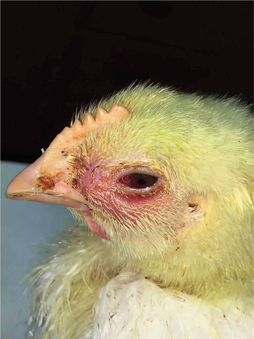 a. The heart of a 10-day-old broiler chicken, showing pericarditis and