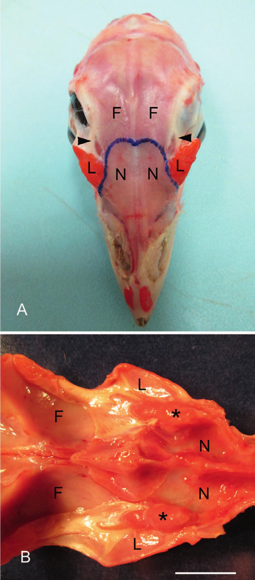 The Nasal Gland In Turkeys  Meleagris Gallopavo   Anatomy