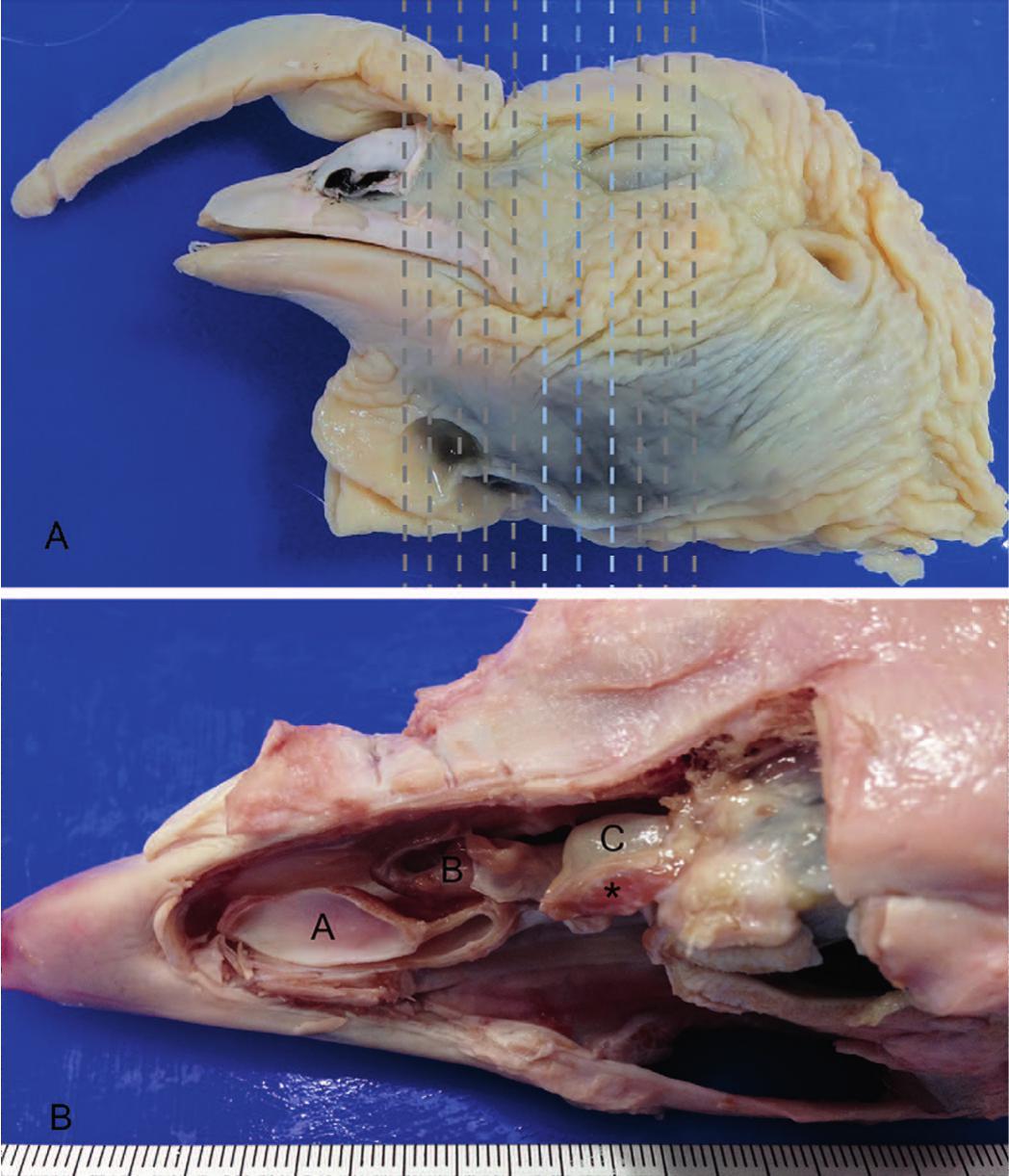 The Nasal Gland In Turkeys  Meleagris Gallopavo   Anatomy