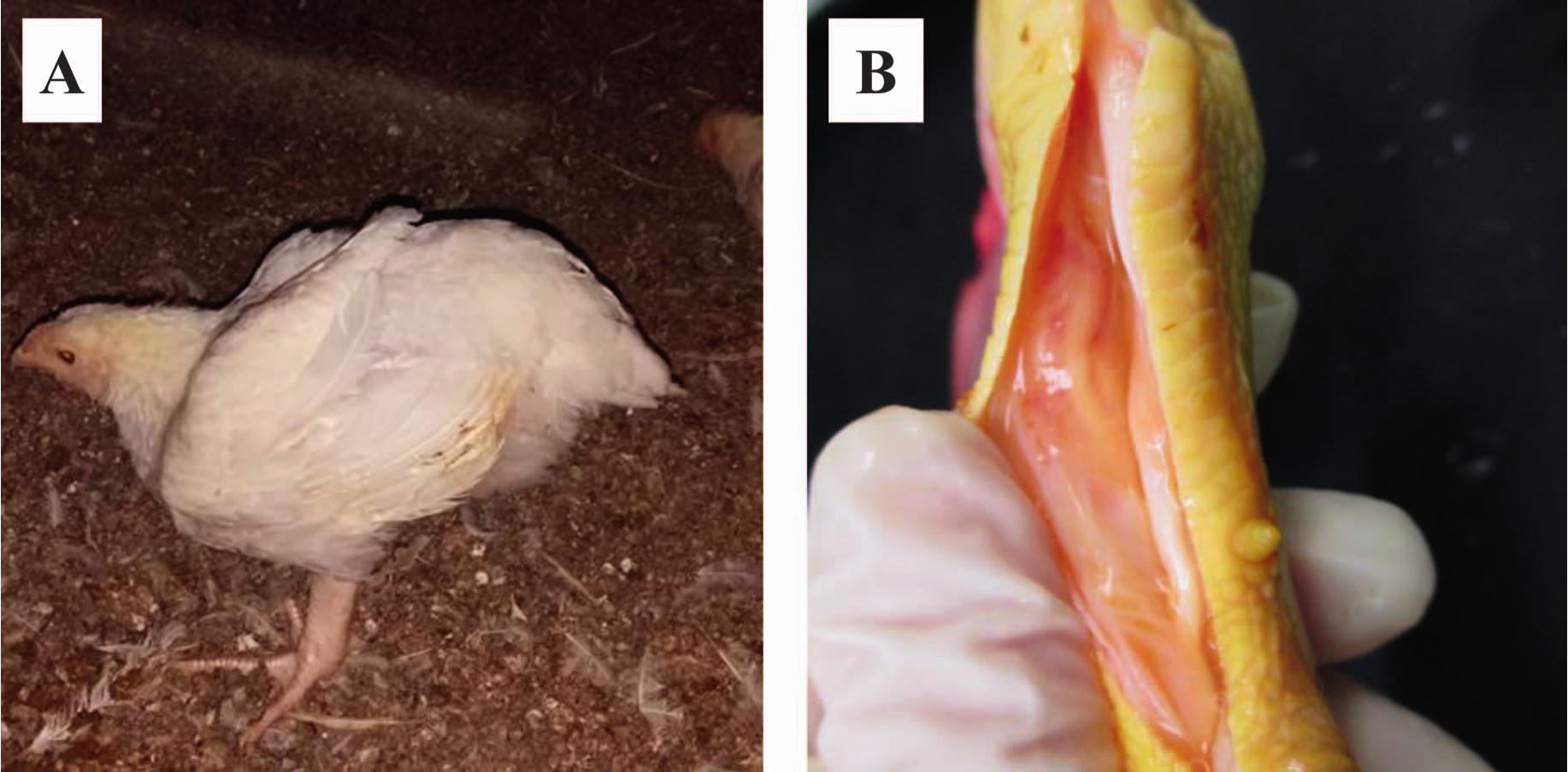 a. The heart of a 10-day-old broiler chicken, showing pericarditis and