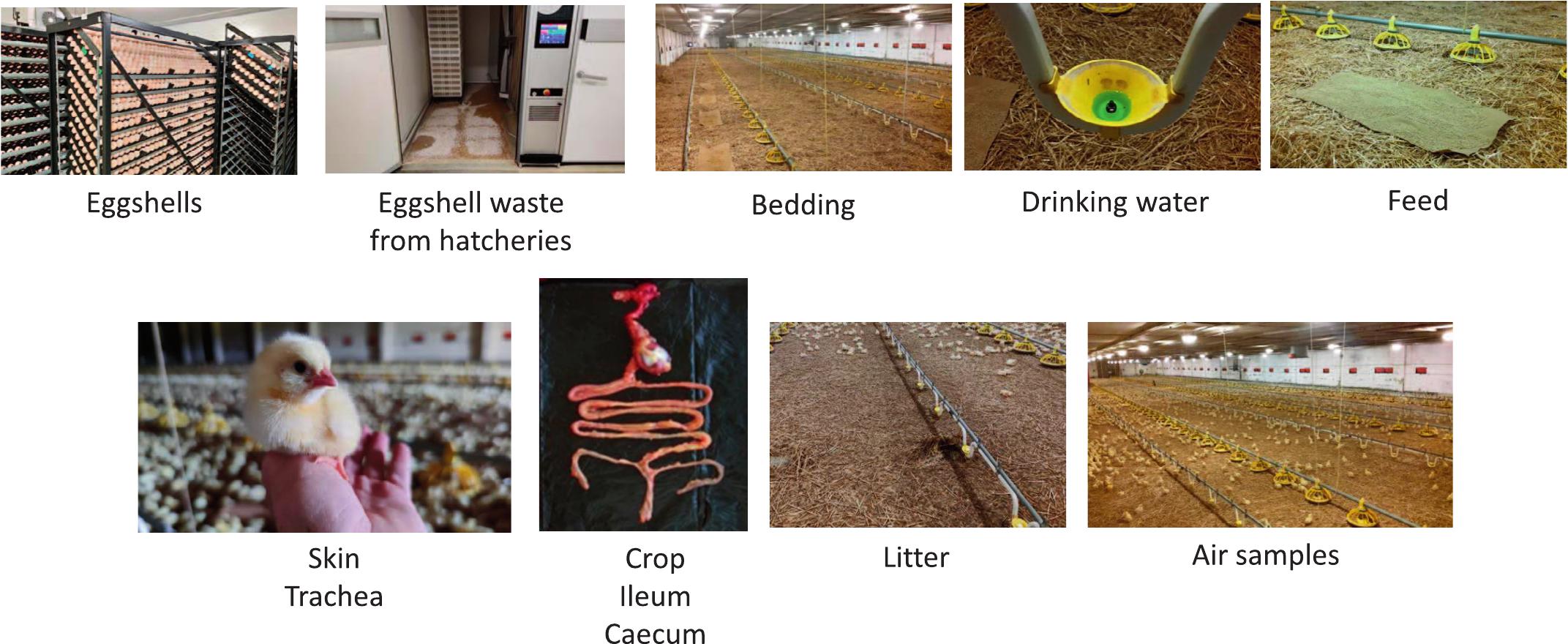 https://bioone.org/ContentImages/Journals/avdi/67/1/aviandiseases-D-22-00048/graphic/img-z2-1_01.jpg