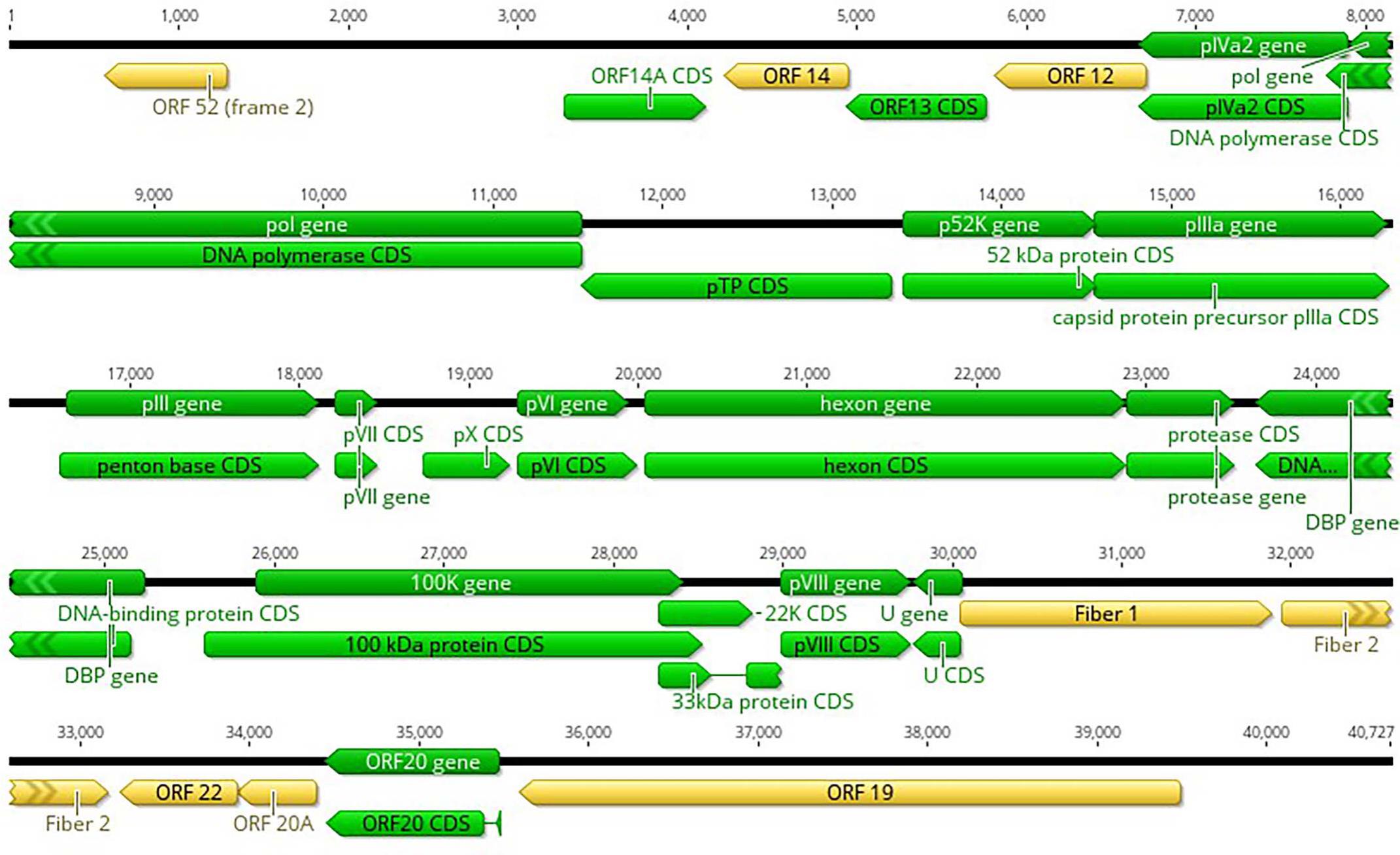 Isolation and Genetic Characterization of a Novel Adenovirus Associated ...