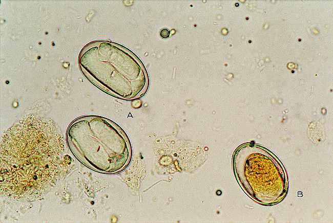 Serratospiculiasis in Captive Falcons in the Middle East: A Review