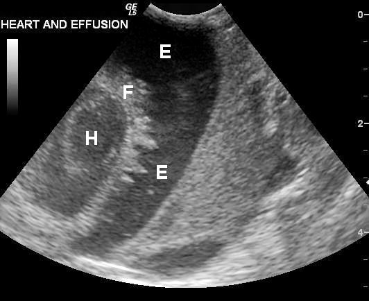 Ovarian Hemangiosarcoma in an Orange-winged Amazon Parrot (Amazona ...