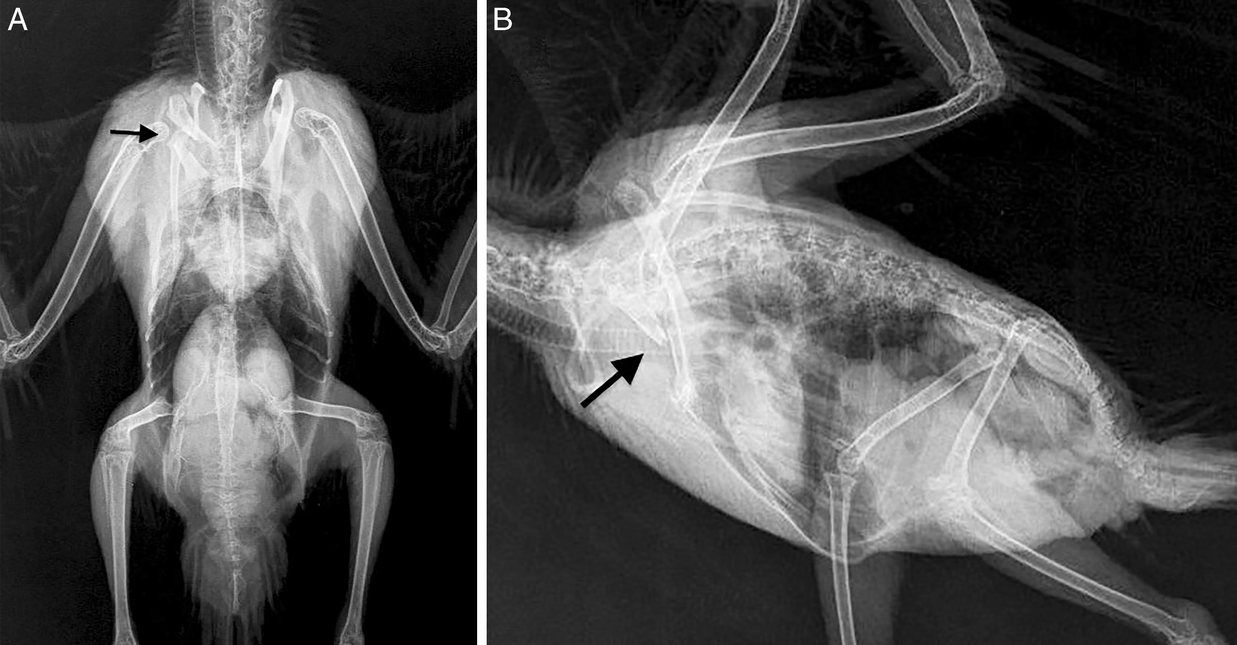 Coracoid Fractures in Wild Birds: A Comparison of Surgical Repair ...