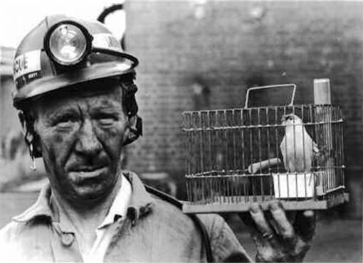 Image result for canary in the coal mine
