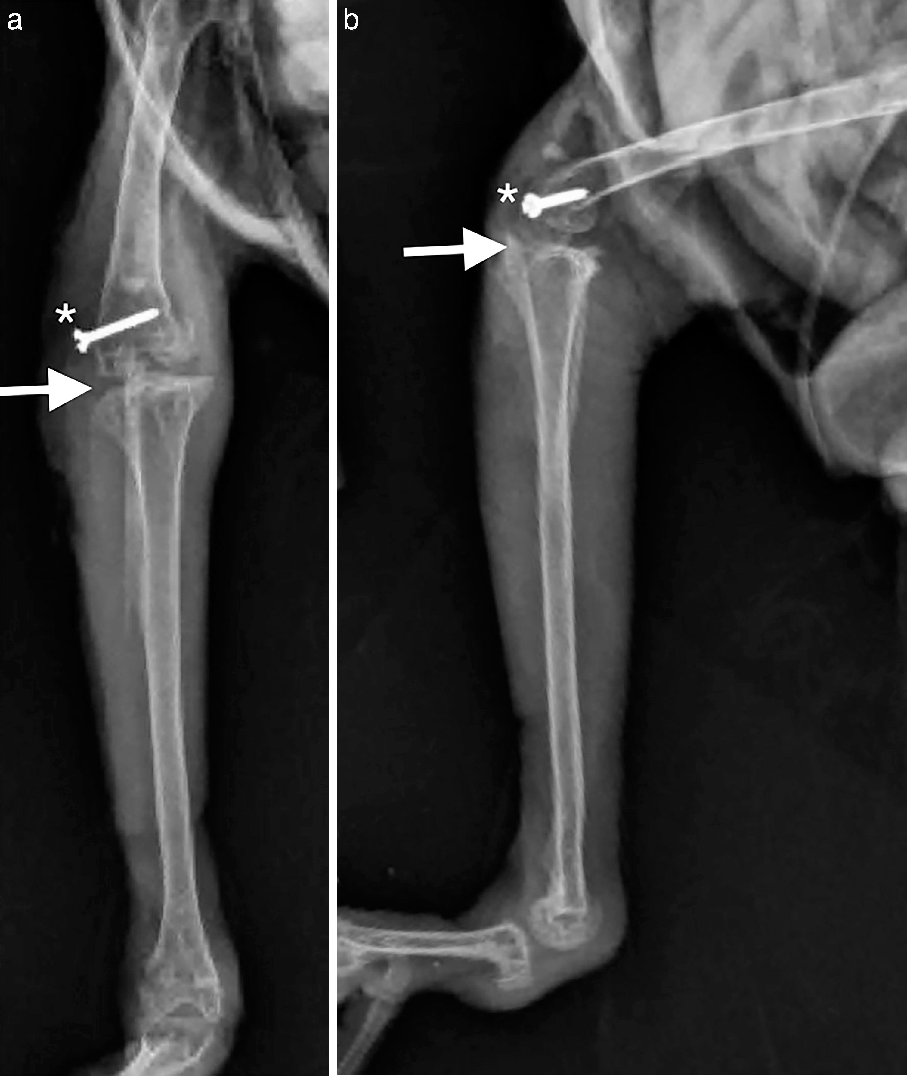 A Novel Surgical Approach to Avian Femorotibiotarsal Luxation Repair