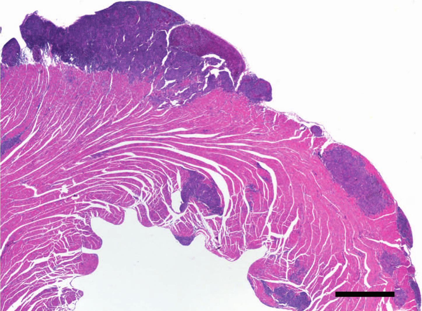 Clinical and Pathological Aspects of Systemic Isospora Infection in ...