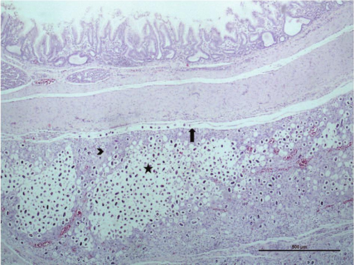 Fatal Aberrant Parasite Migration of Echinuria uncinata in Two African ...