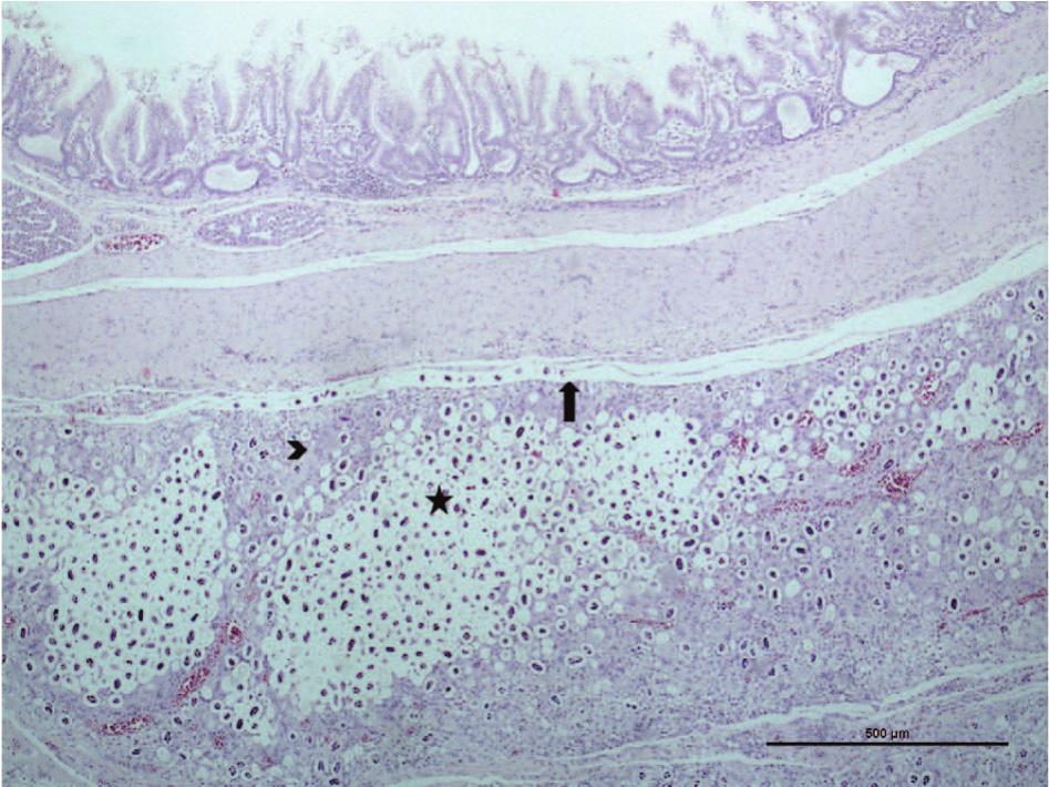 Fatal Aberrant Parasite Migration Of Echinuria Uncinata In Two African 