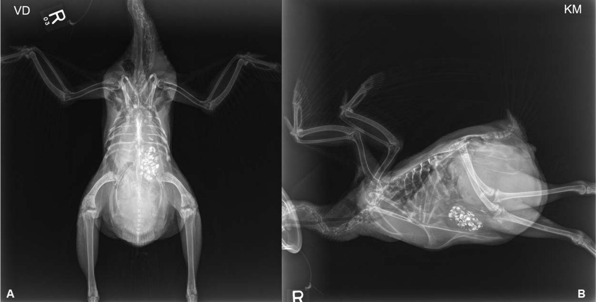 What Is Your Diagnosis?