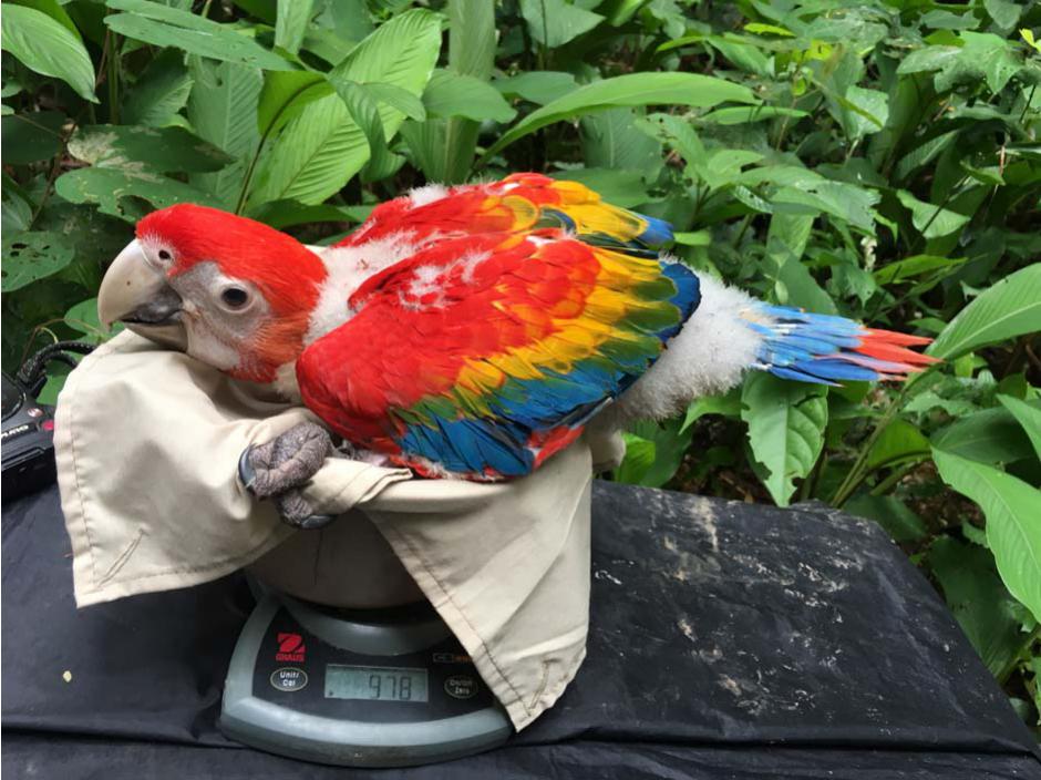 Macaw Parrot  History, Diet, Food, Care and Common Health Problem -  GrowNxt Digital