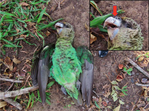 New Bird Trap Rule Helps Protect Florida Songbirds from Poaching