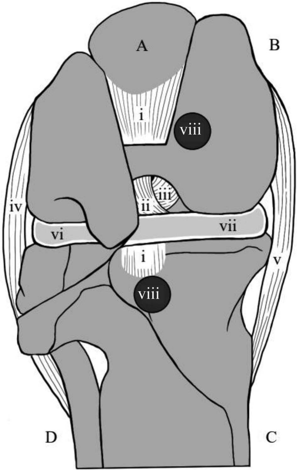 Surgical Repair Of Psittacine Femorotibial Luxation: A Case Series