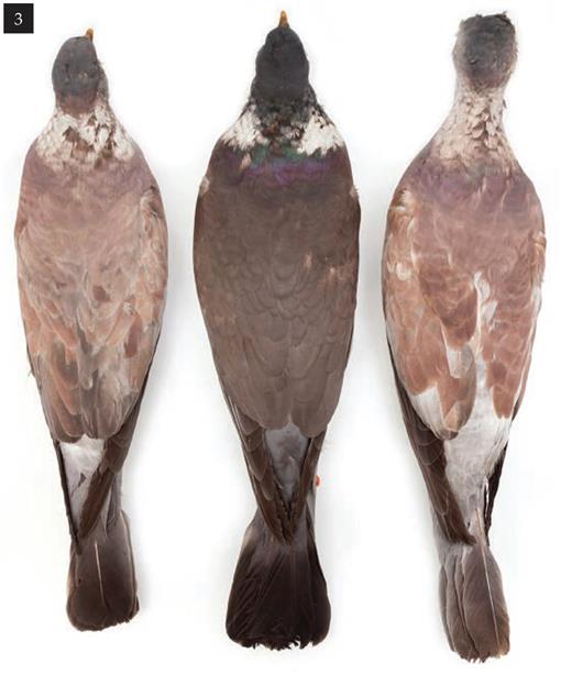 Abnormal coloration in birds: Melanin reduction – Sibley Guides