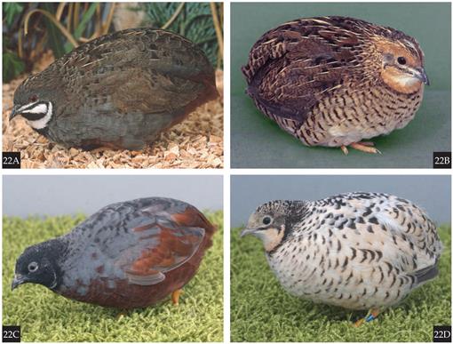 Abnormal coloration in birds: Melanin reduction – Sibley Guides