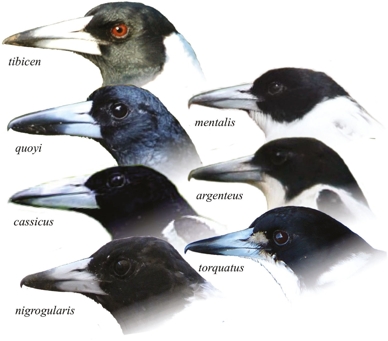 nøjagtigt kontroversiel forklædning The generic taxonomy of the Australian Magpie and Australo-Papuan  butcherbirds is not all black-and-white