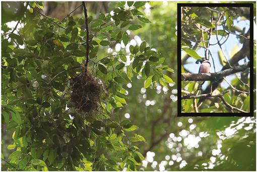 Notes On Nesting Territoriality And Behaviour Of Broadbills