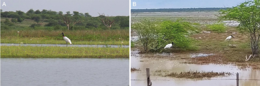 An updated checklist of the birds of Rio Grande do Norte, Brazil, with  comments on new, rare, and unconfirmed species