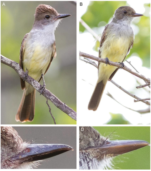 An updated checklist of the birds of Rio Grande do Norte, Brazil, with  comments on new, rare, and unconfirmed species