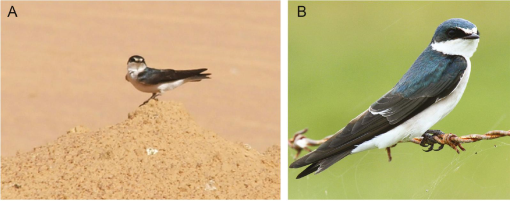 An updated checklist of the birds of Rio Grande do Norte, Brazil, with  comments on new, rare, and unconfirmed species