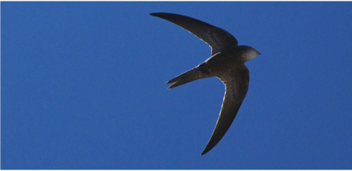 BirdLife Africa on X: 🎉 This #WorldSwiftDay, get to know the Common Swift  with some fun facts! ⏩ With a top speed of 69mph, these birds are fast  flyers! 🐤 They have