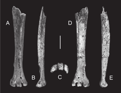 A new fossil raptor (Accipitridae: Buteogallus) from Quaternary cave ...