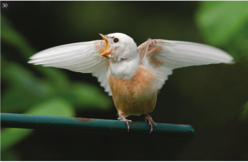 Piebald robin known for white patches caused by lack of pigment