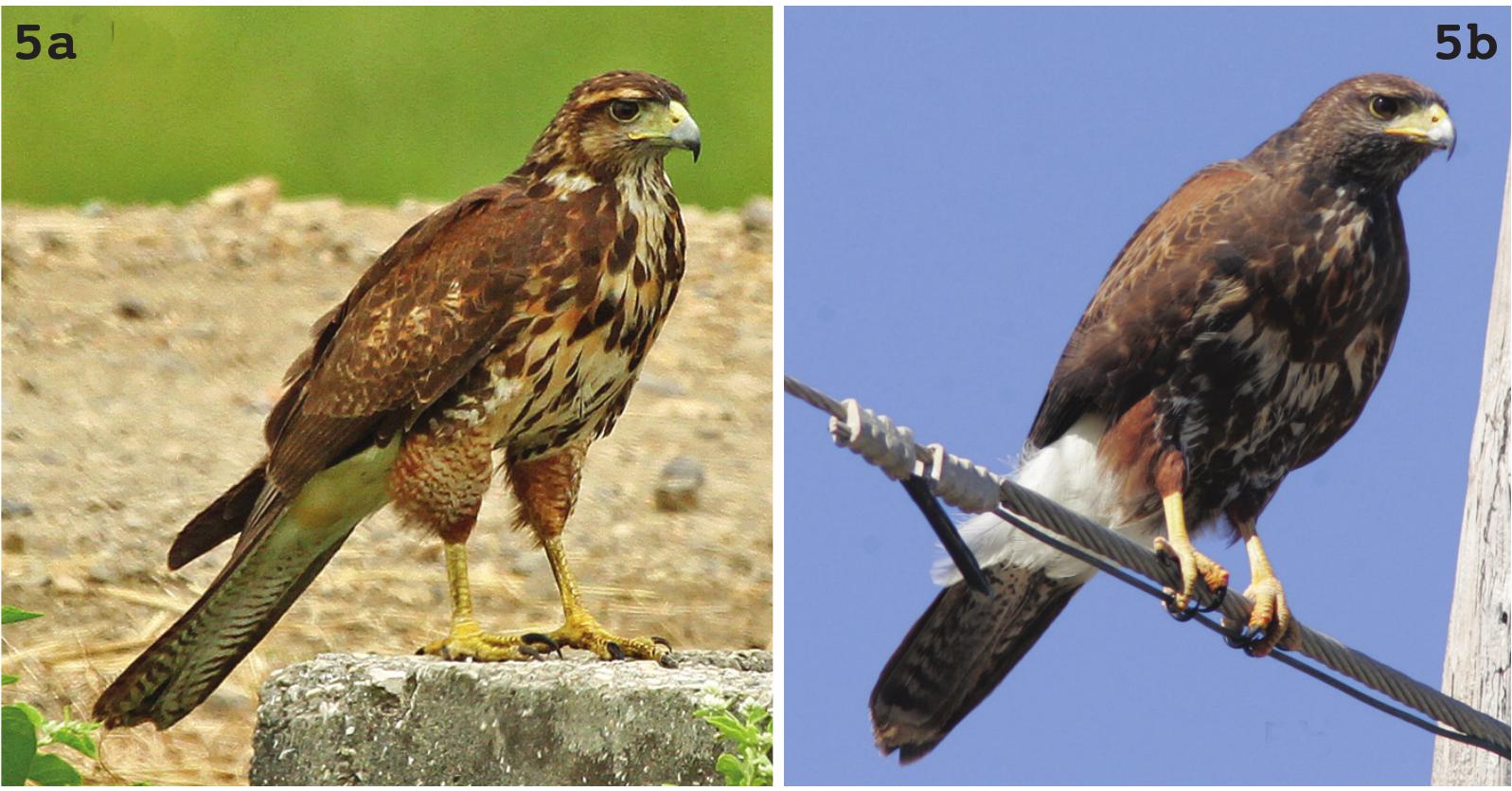 Coop v Sharpie in Birds of Prey, New Designs, Hawks