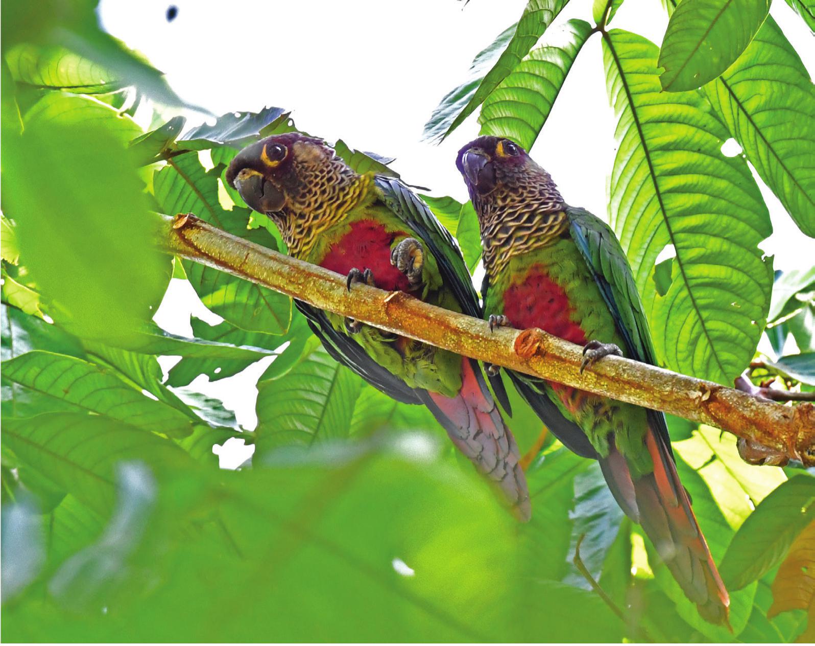 Noteworthy records of birds from Pando including two new species