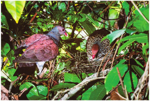 Picazuro pigeon - Wikipedia