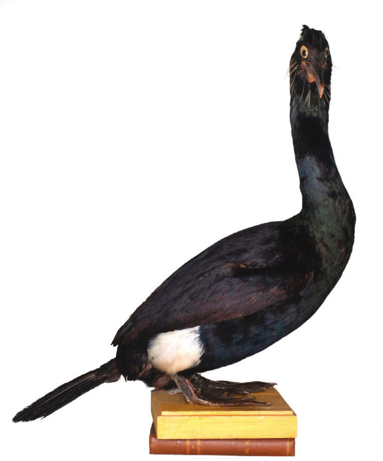 Specimens of the extinct Spectacled Cormorant Urile perspicillatus